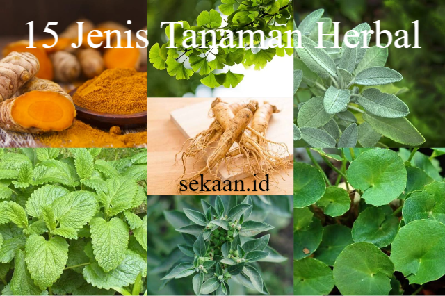 Guna Tanaman Herbal Bagi Kesehatan
